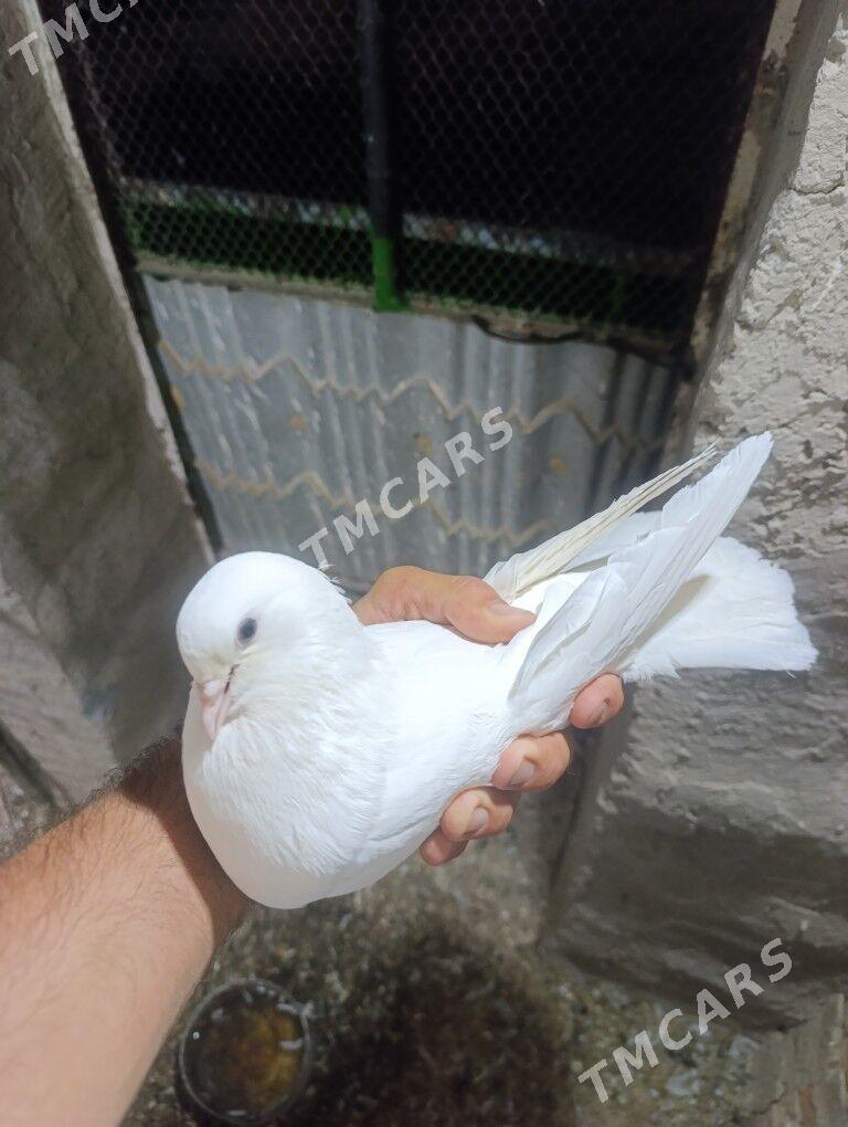 KEPDERI - Mary - img 2