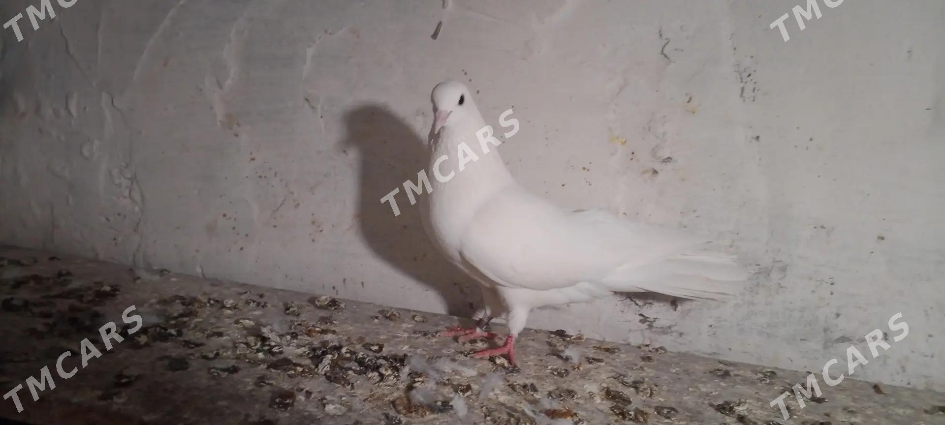 Satlyk kepderi - Gyzylarbat - img 3