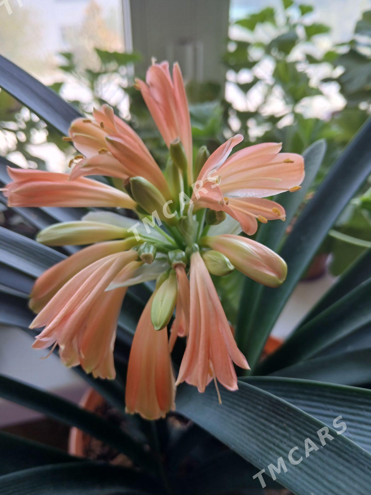 кливия - Ашхабад - img 1