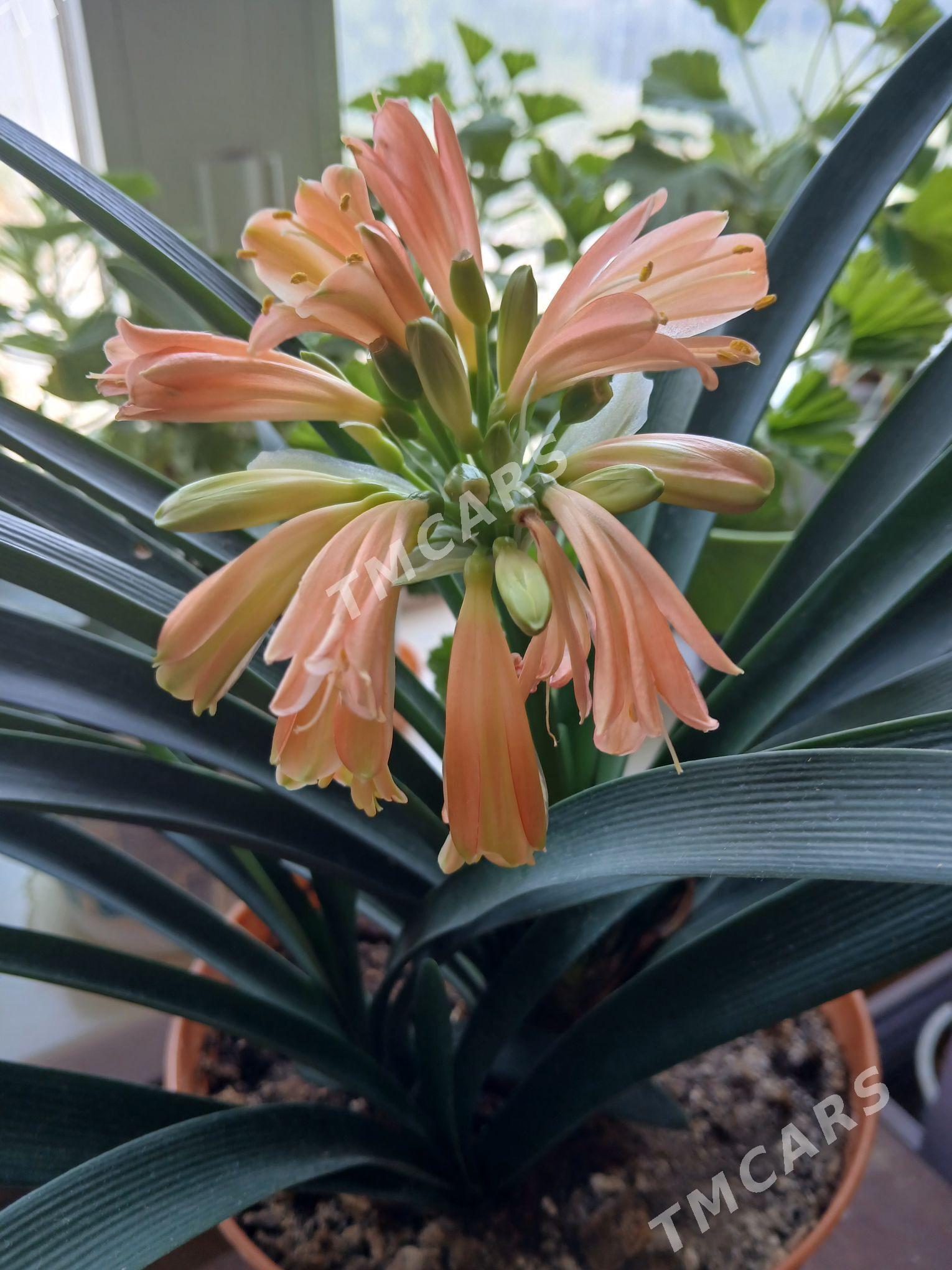 кливия - Ашхабад - img 2