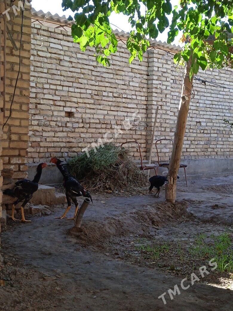 baysowy - Türkmenabat - img 3