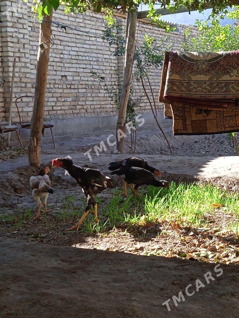 baysowy - Türkmenabat - img 2