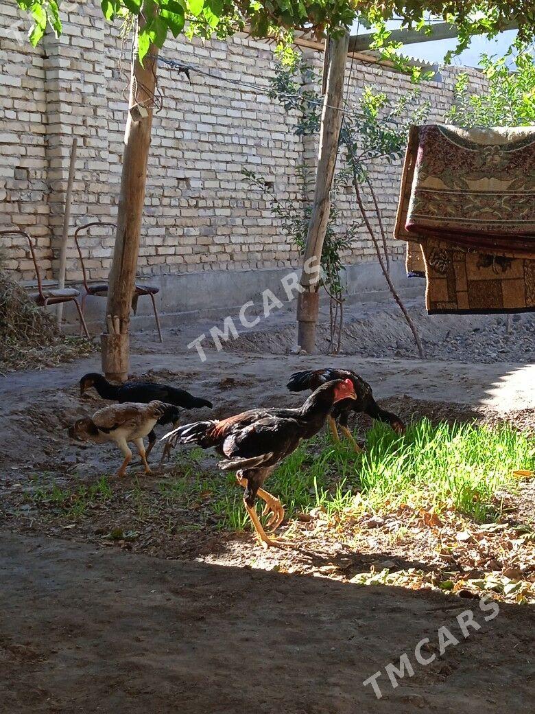 baysowy - Türkmenabat - img 6