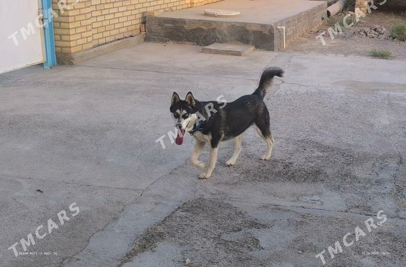 Haski - Мары - img 2