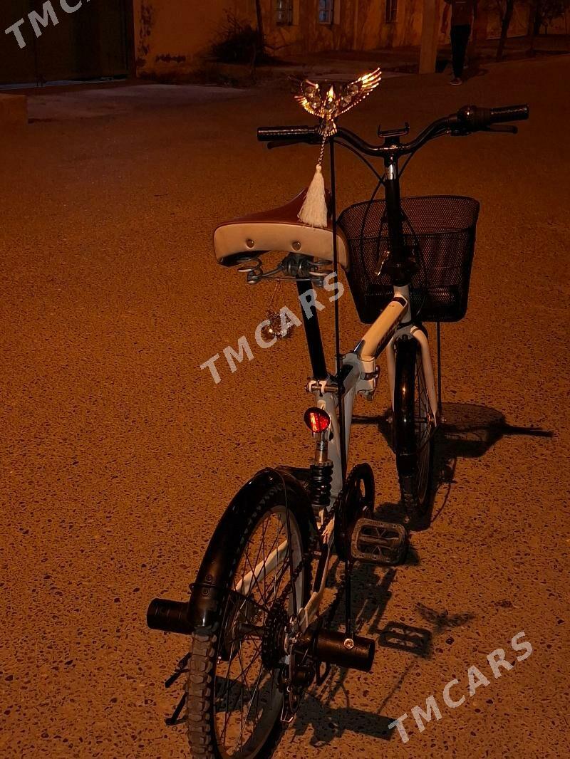 Tigir graphis - Büzmeýin - img 2
