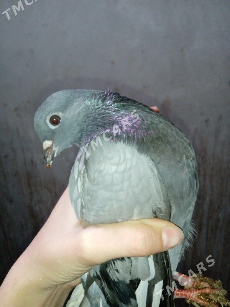 голуби - Дашогуз - img 4