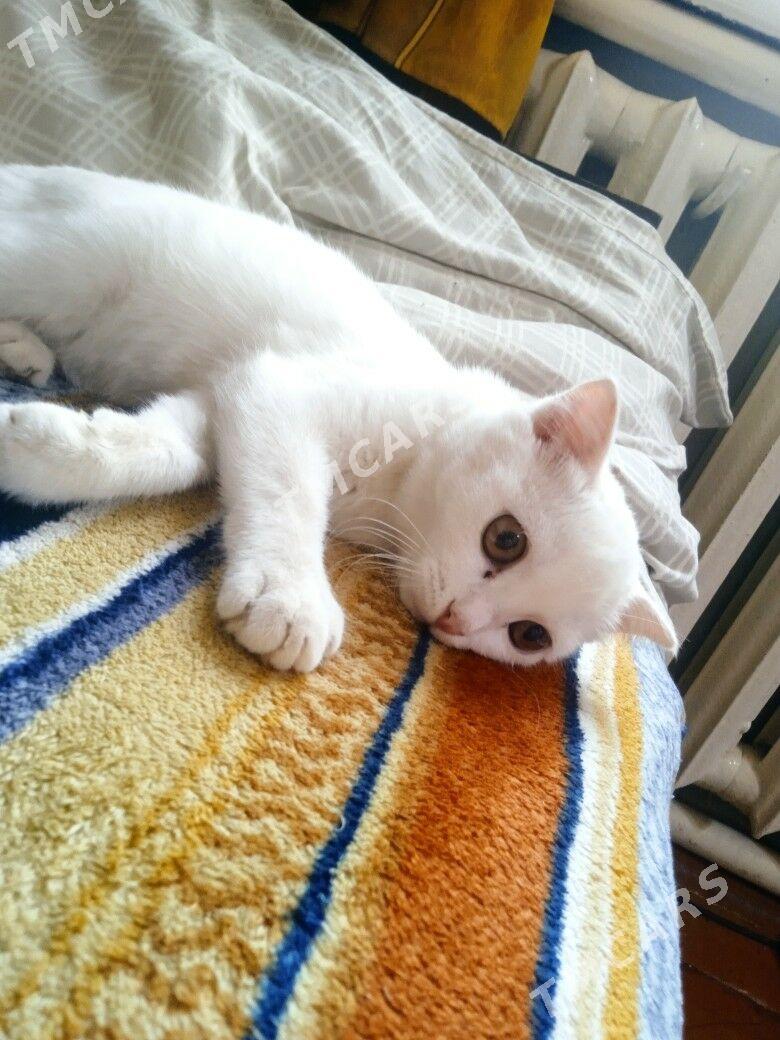 шотландские кошечки - Daşoguz - img 2