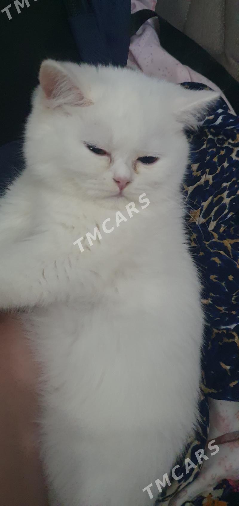 Шотландские скоттиш-страйт - Aşgabat - img 3