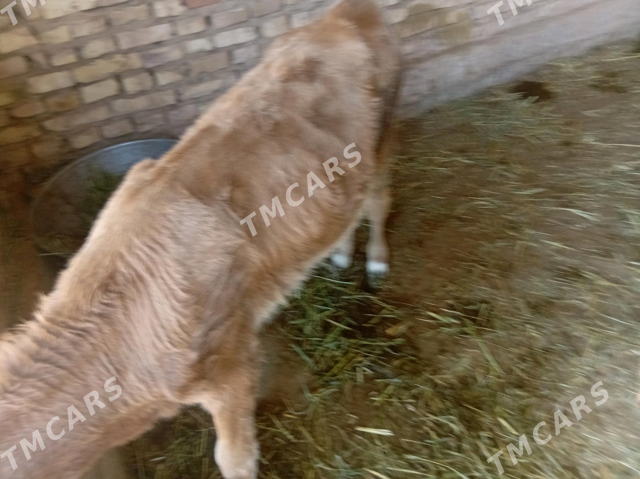 ŏkůzçeler - Бабадайхан - img 2