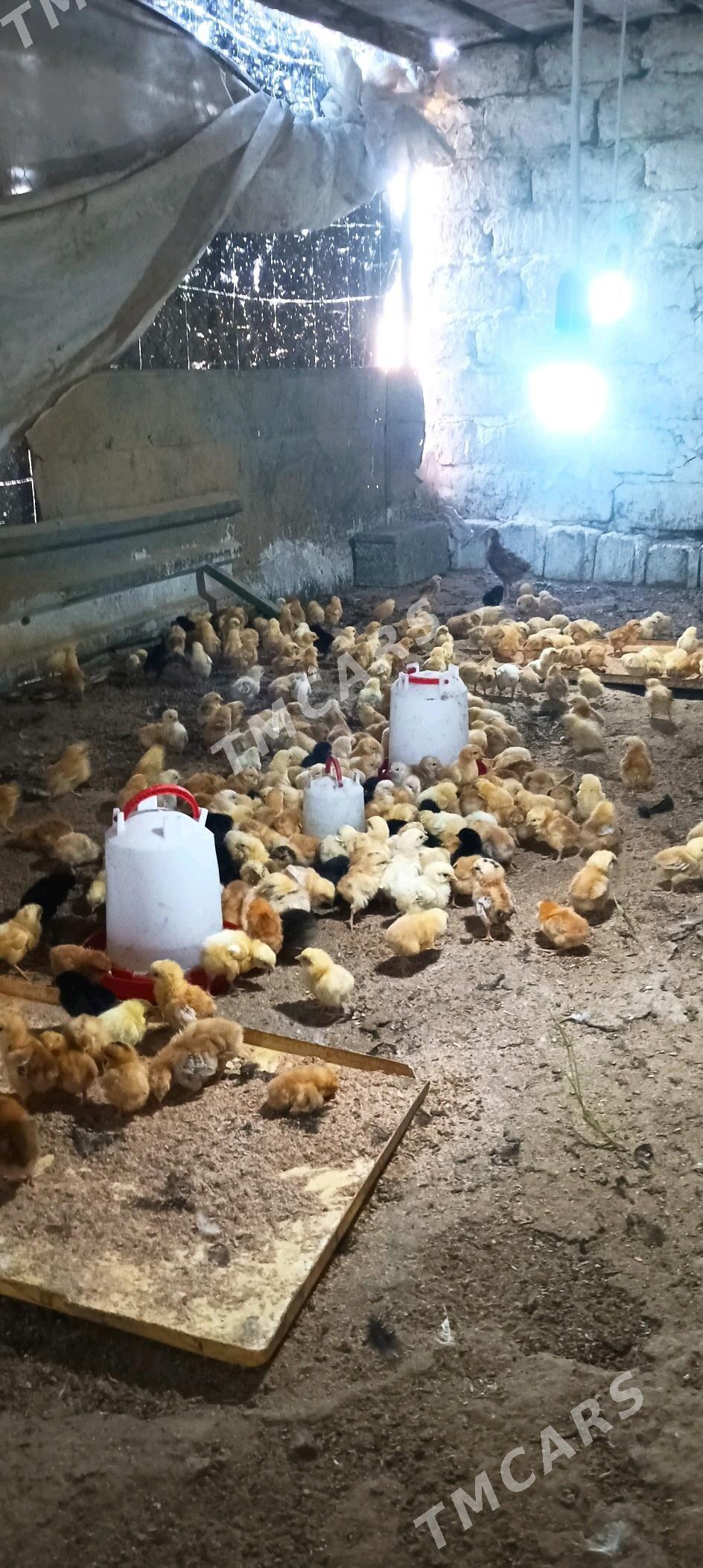 juje - Gökdepe - img 1