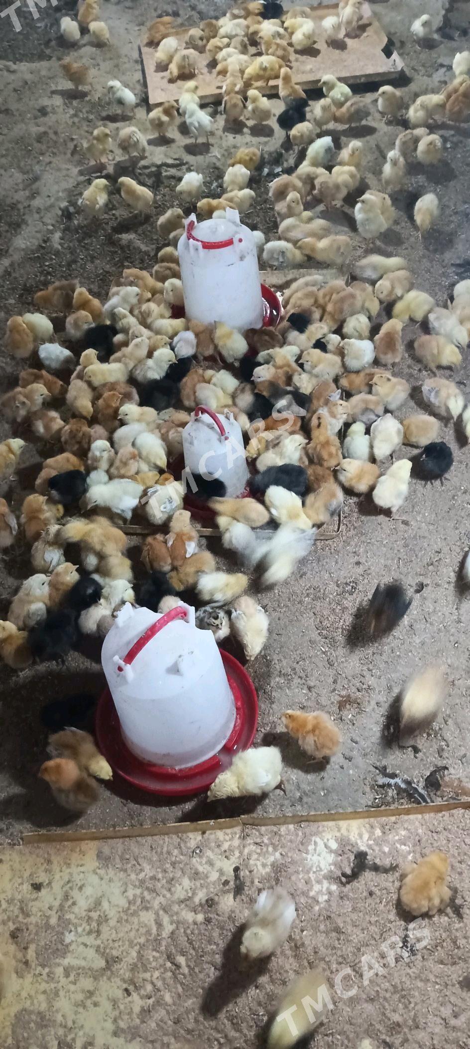 juje - Gökdepe - img 2