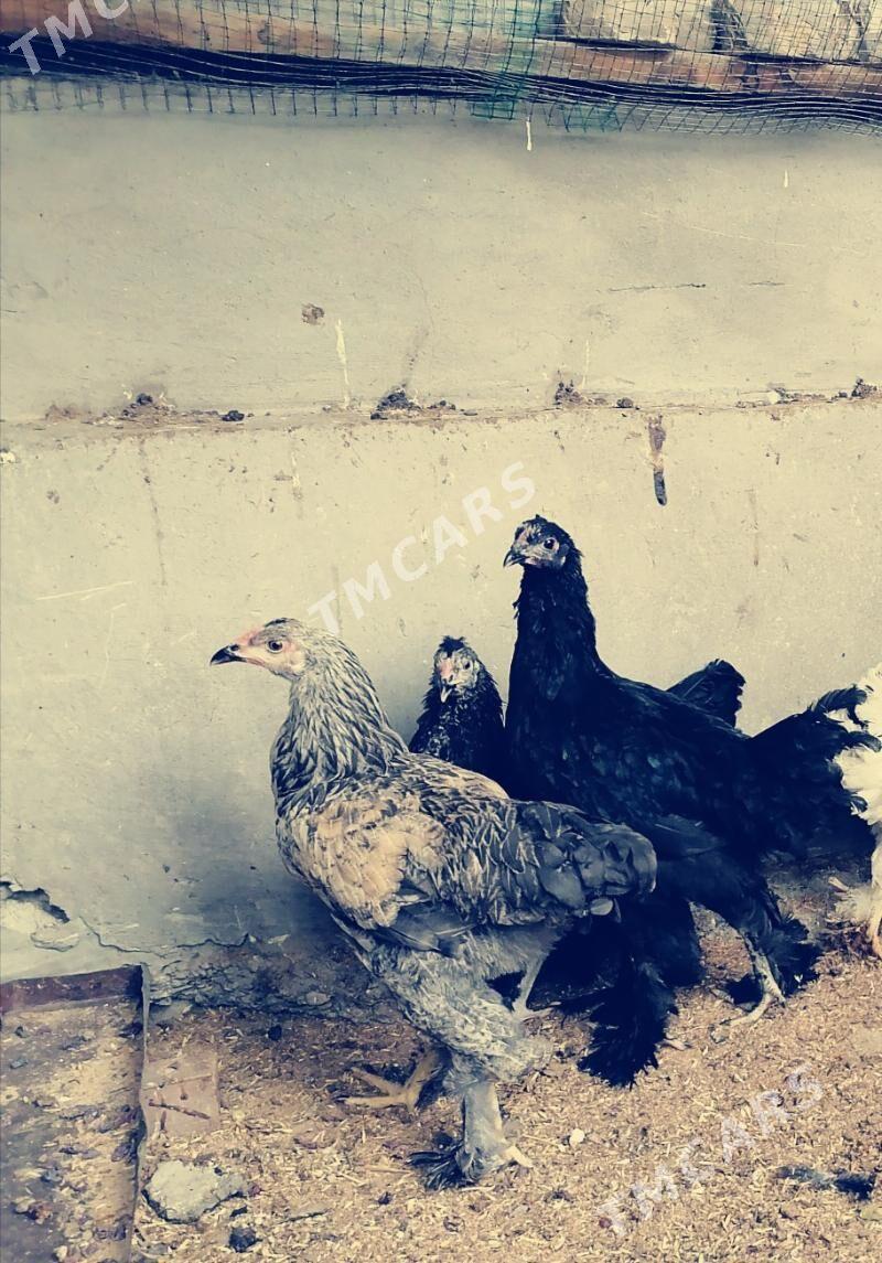 Brama Horaz 7 aylyk - Bagyr - img 2