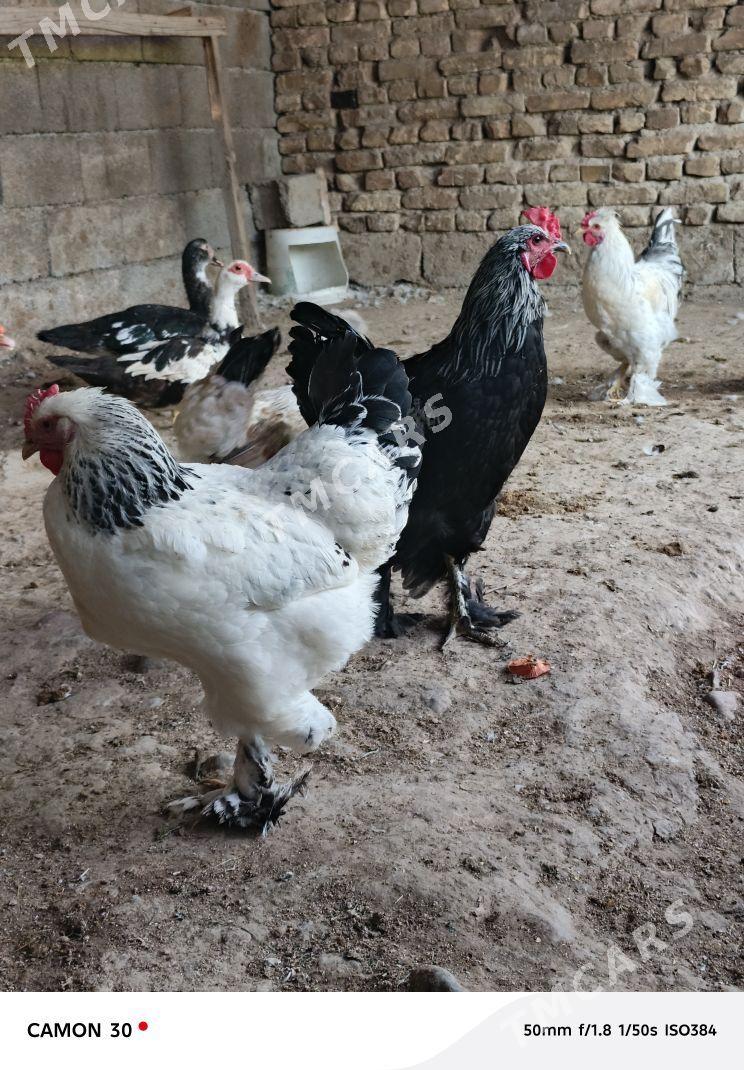 guşlar - Gökje - img 6
