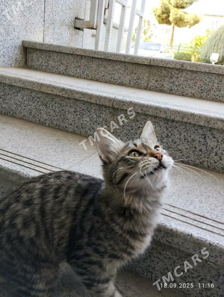 Котенок в добрые руки - Aşgabat - img 3