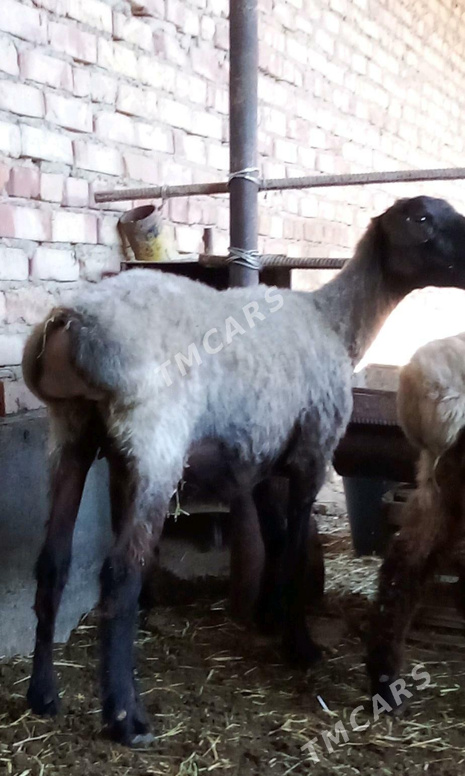 Goýun 2 sanak we Tokly 5 sanak - Гёкдепе - img 2
