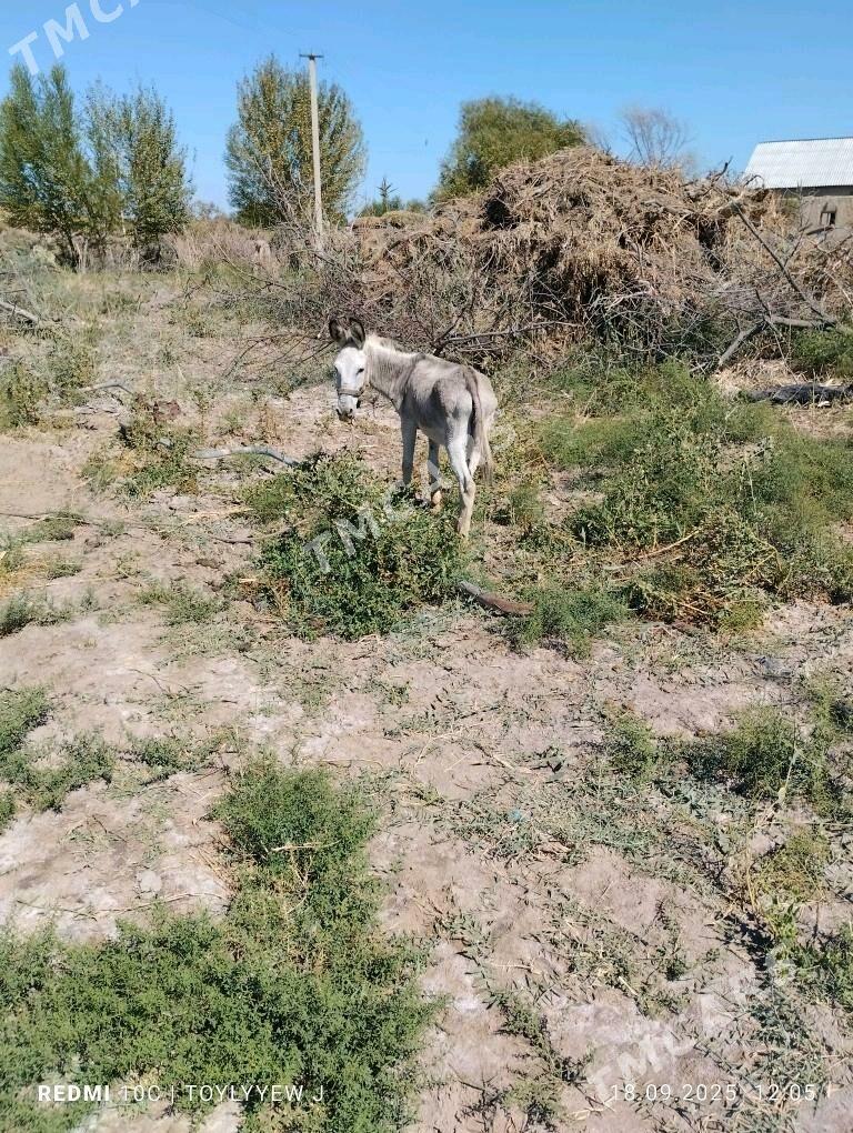 Eşek - Кёнеургенч - img 2