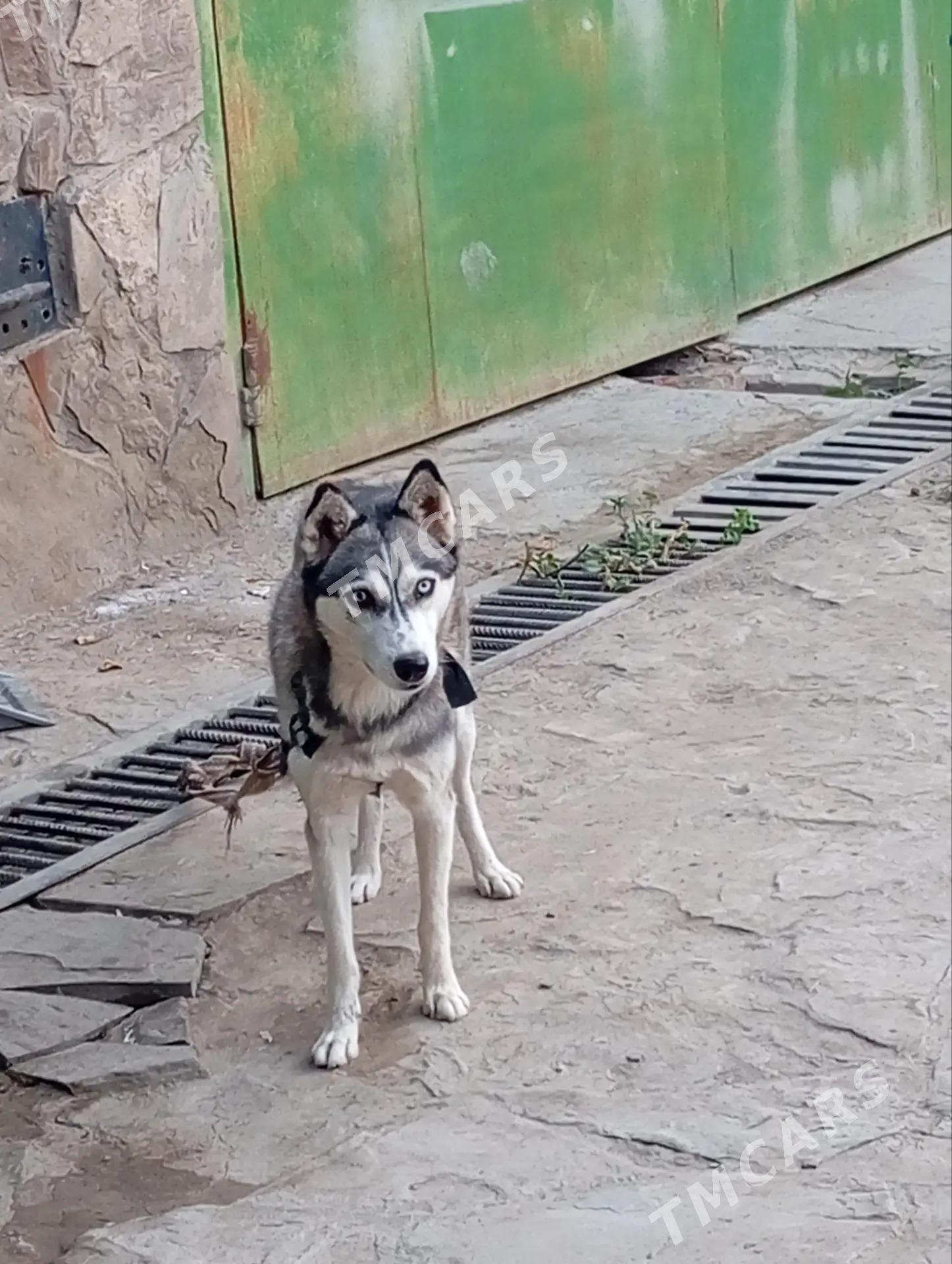Haski Orginal gysagly - Сакар - img 3