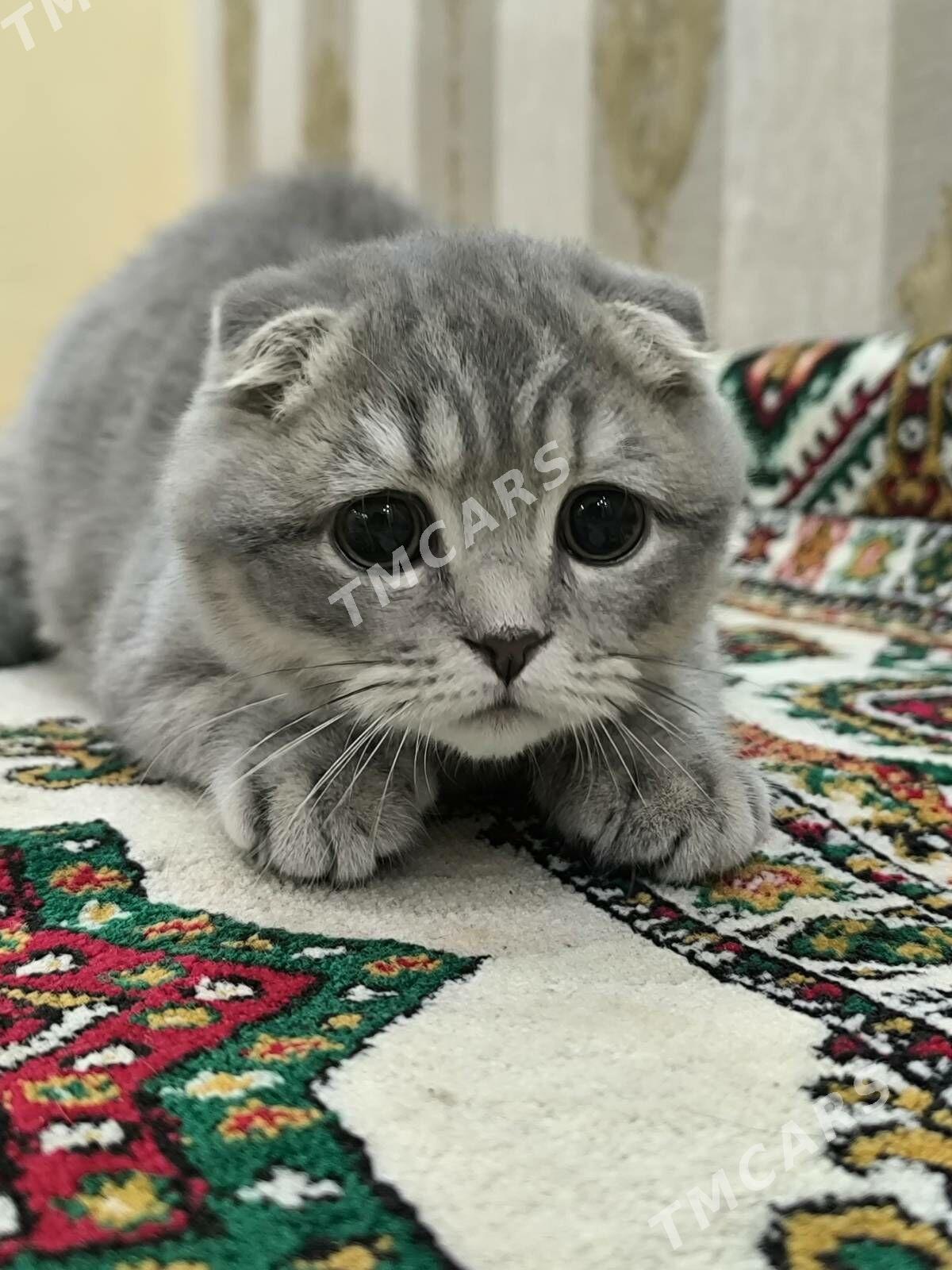 Шотландские котята - Aşgabat - img 6