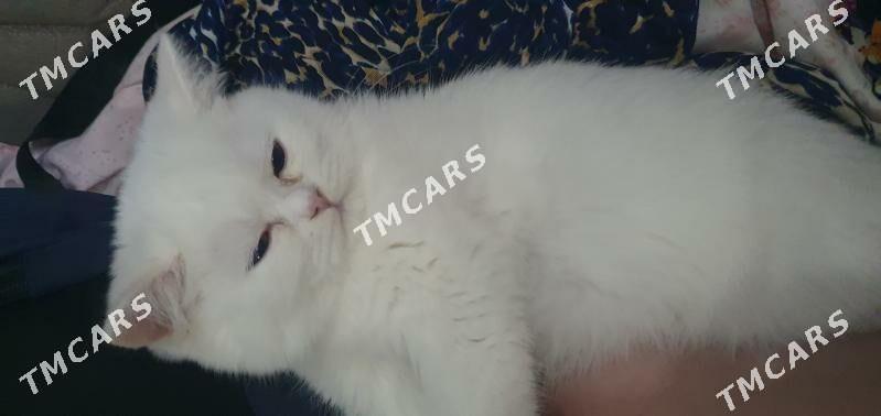 Шотландские котята - Aşgabat - img 2