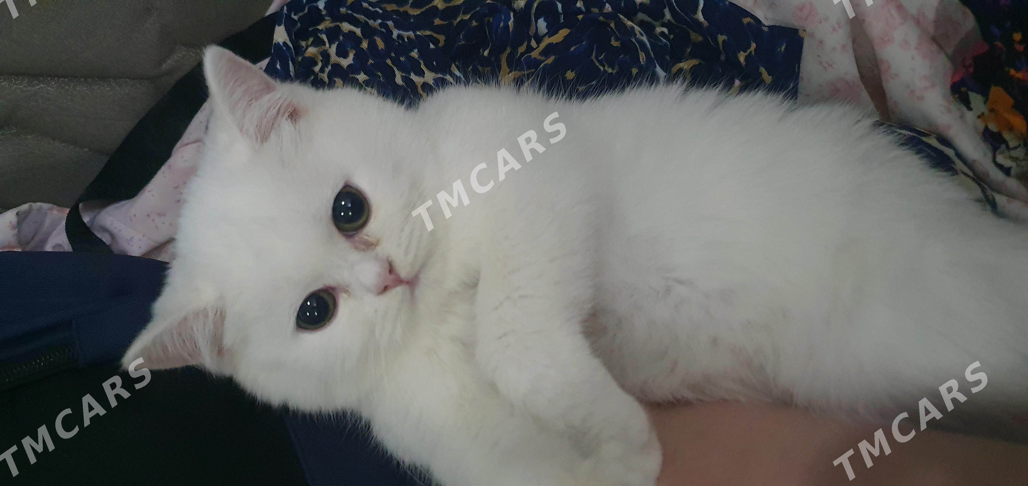 Шотландские котята - Aşgabat - img 5