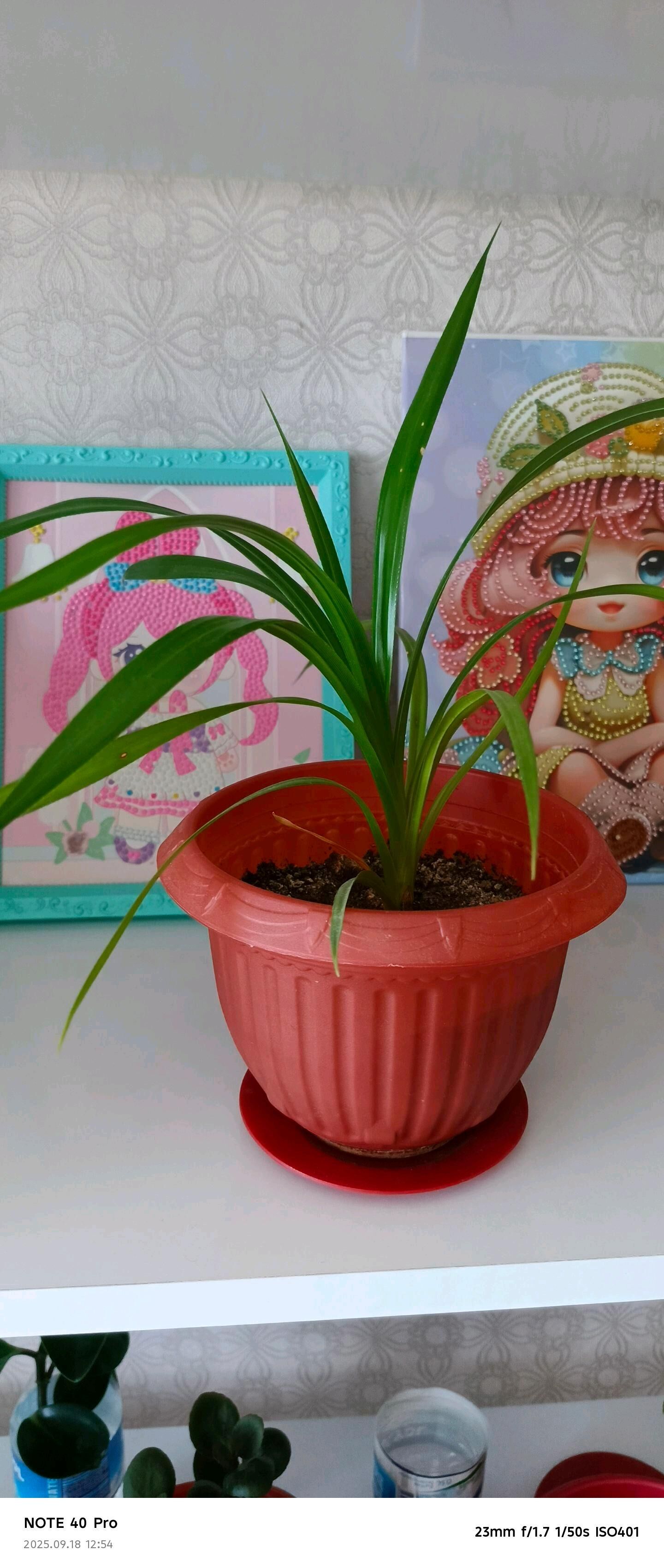 домашние цветы - Туркменбаши - img 3