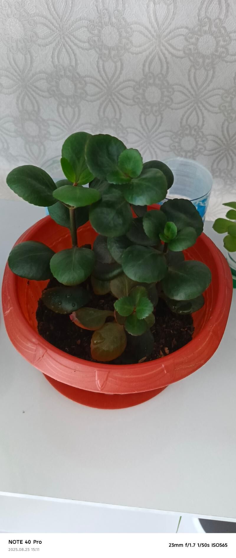 домашние цветы - Туркменбаши - img 1