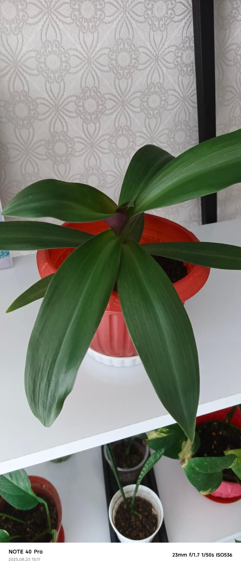 домашние цветы - Туркменбаши - img 2