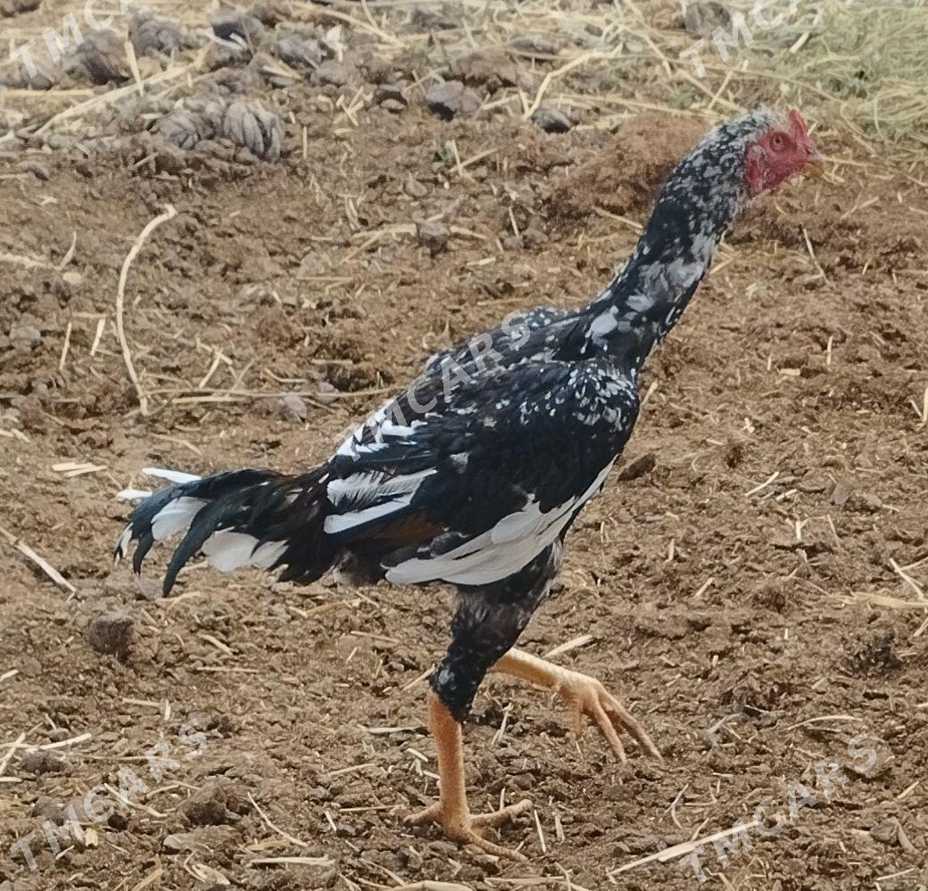 baysow jůje - Mary - img 2