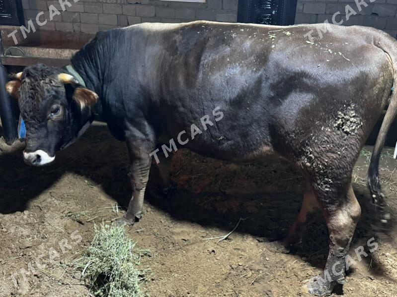 Öküz - Çoganly - img 2