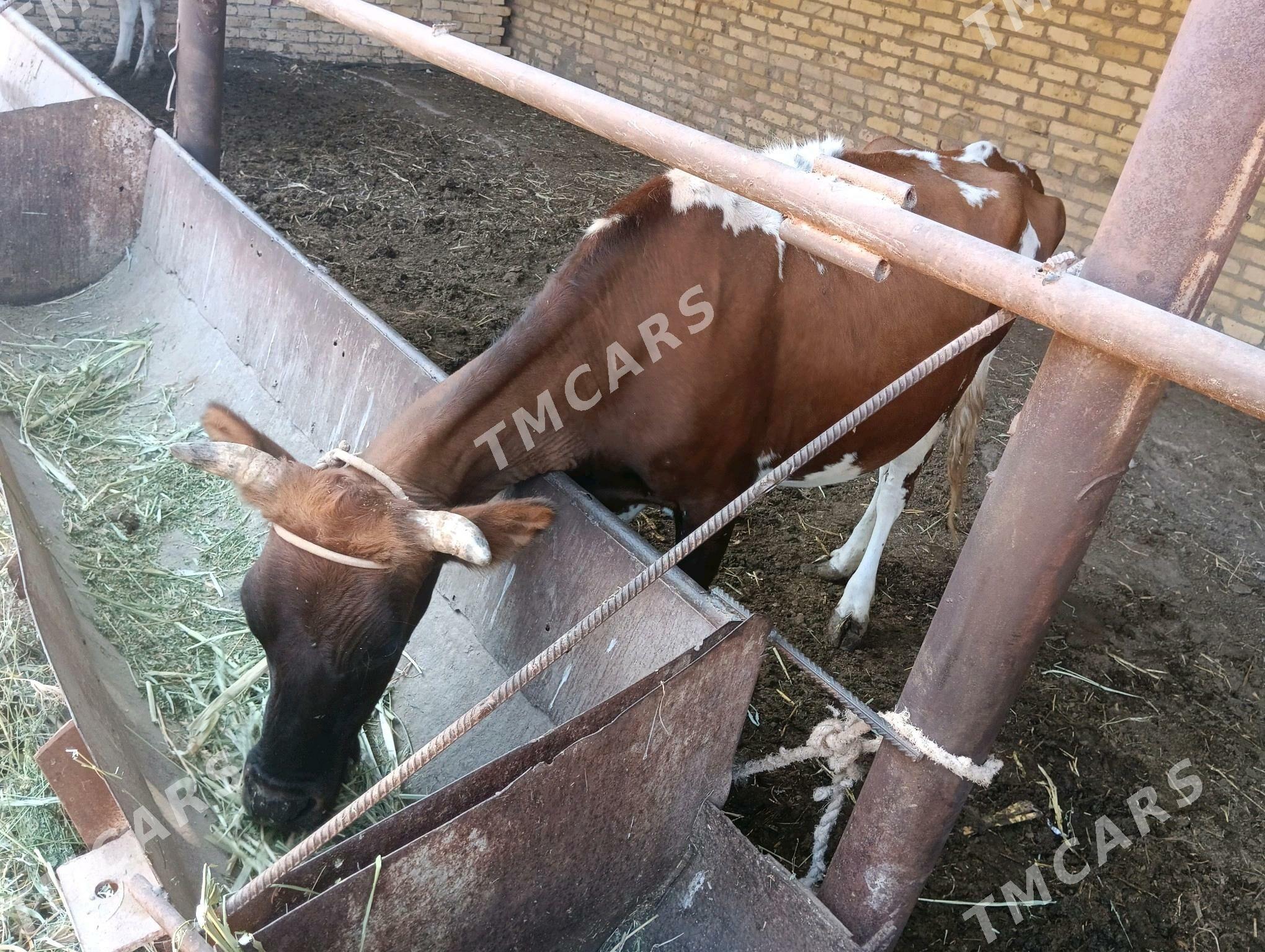 saglyk sygyr - Türkmenabat - img 3