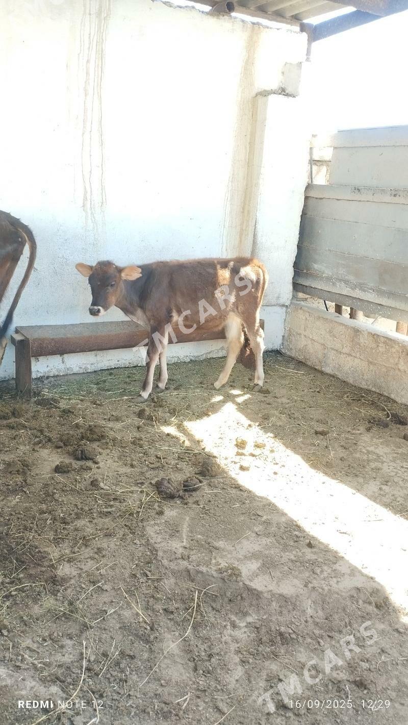 göle - Esenguly - img 2