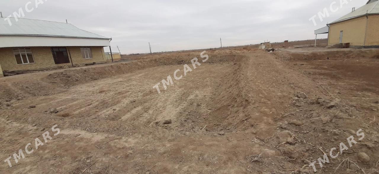 satlyk jay Sakarçäge - Сакарчага - img 3