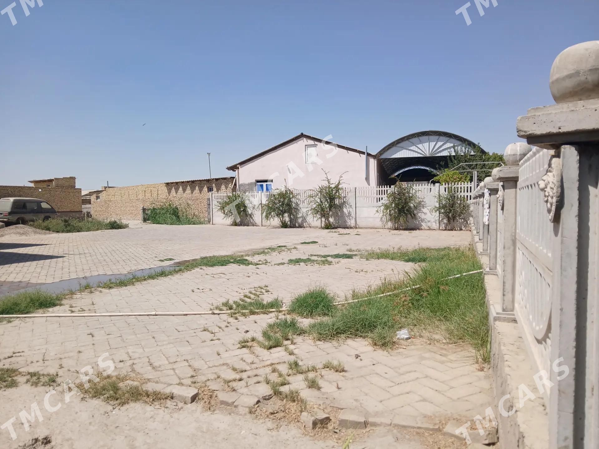 satlyk jaÿ - Керки - img 2