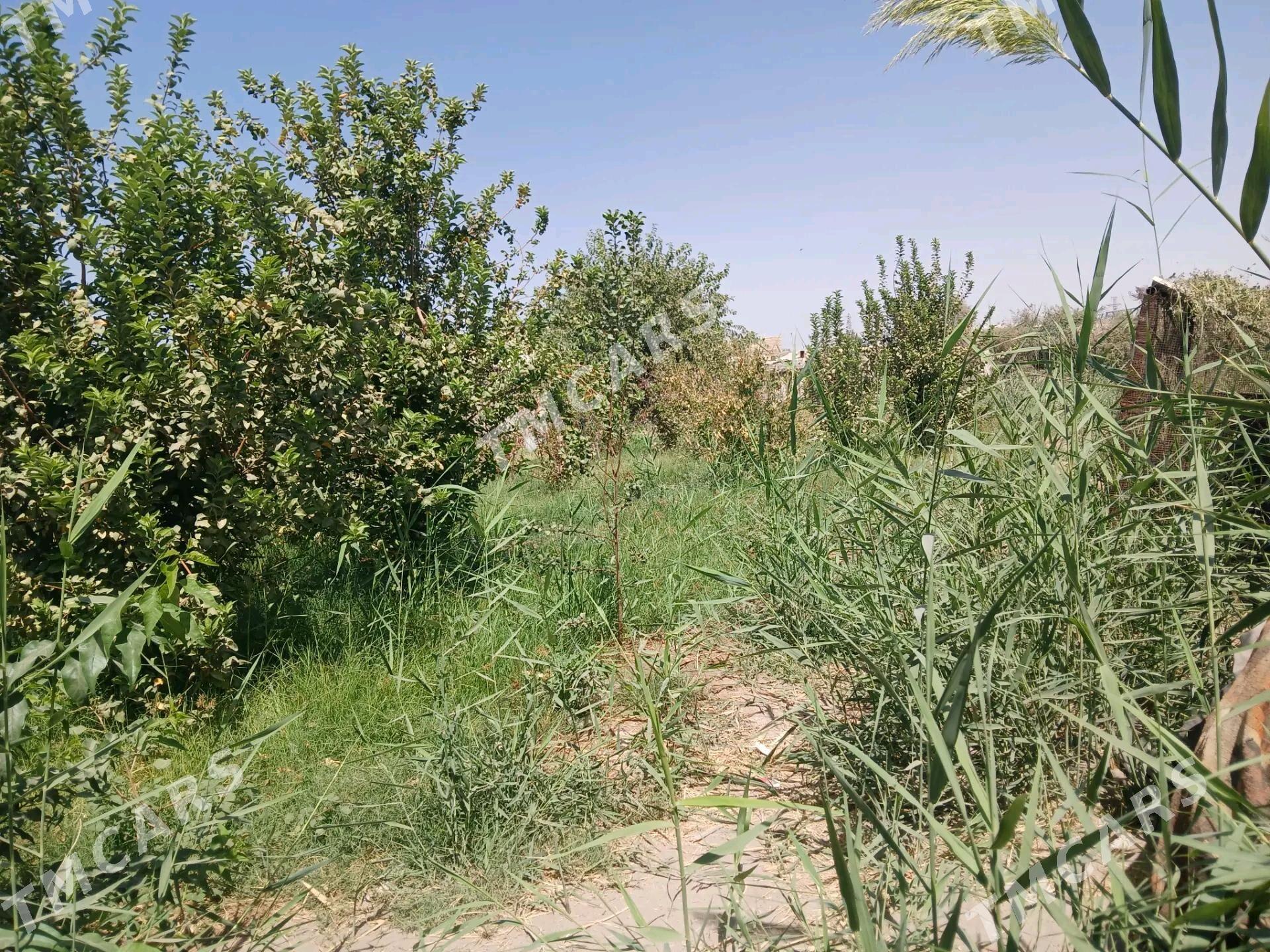 satlyk jaÿ - Керки - img 9