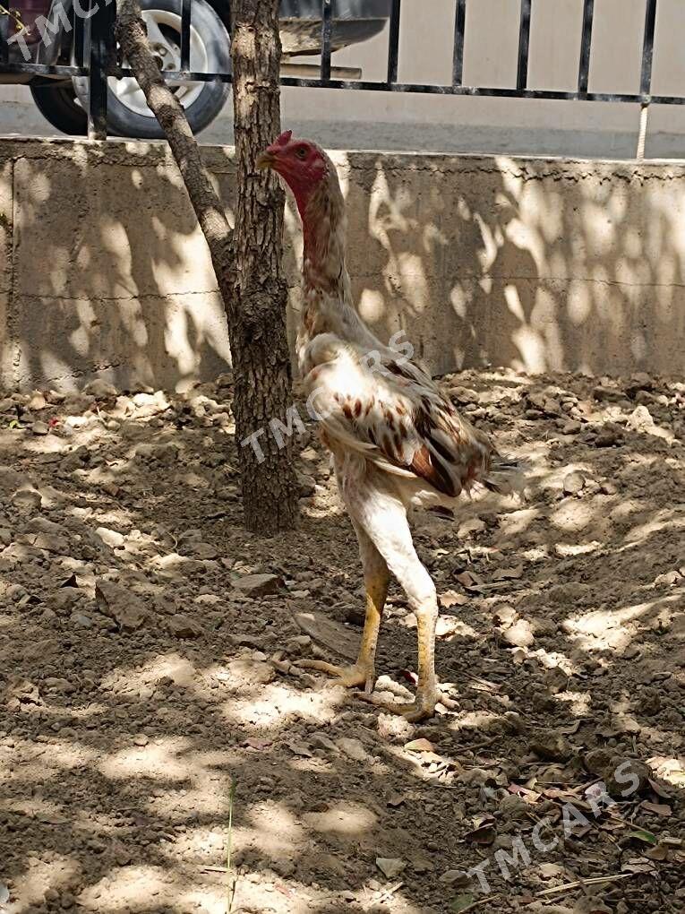 taşkent - Änew - img 6