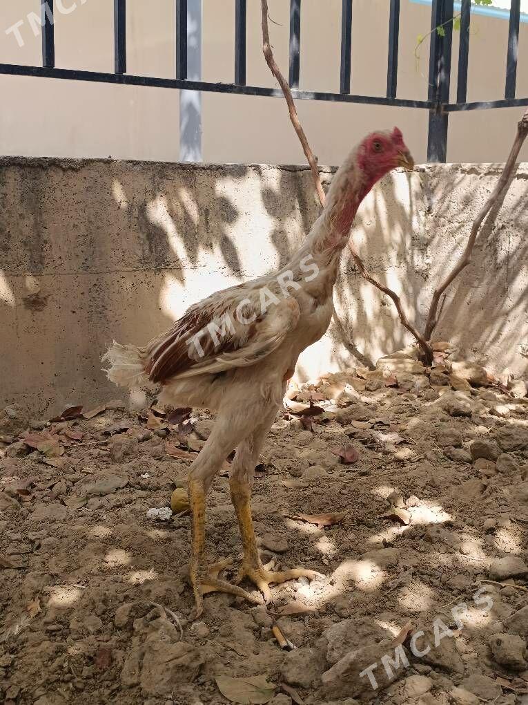 taşkent - Änew - img 2