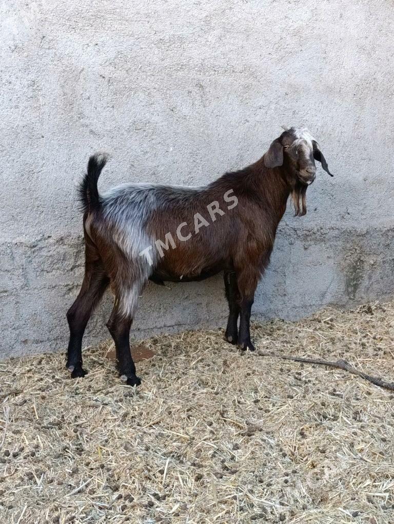 Kelek Teke mitis - Bagyr - img 3
