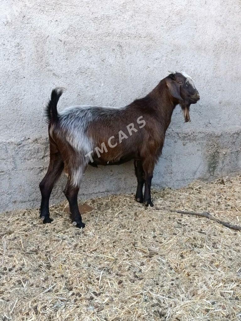Kelek Teke mitis - Bagyr - img 2