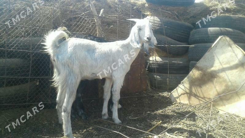 Пакистан метис - Kerki - img 2