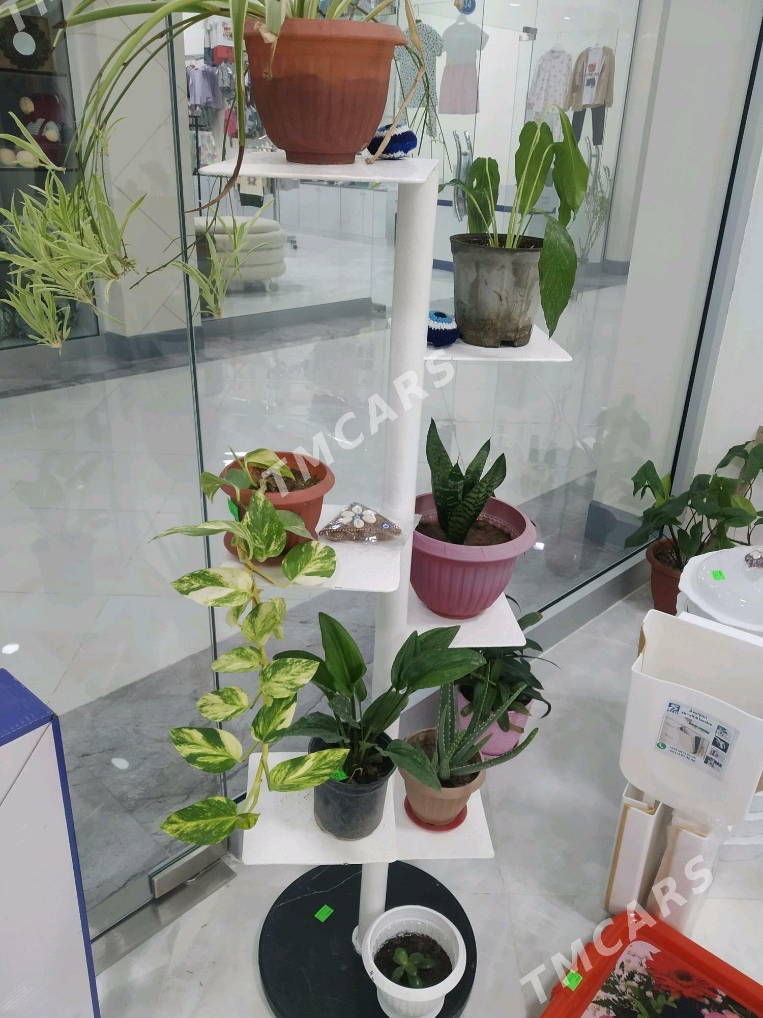 Gül podstawka - Аркадаг - img 2