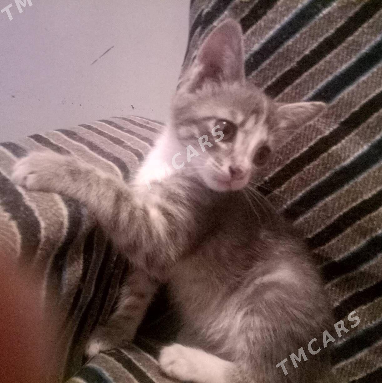котята - Türkmenabat - img 3