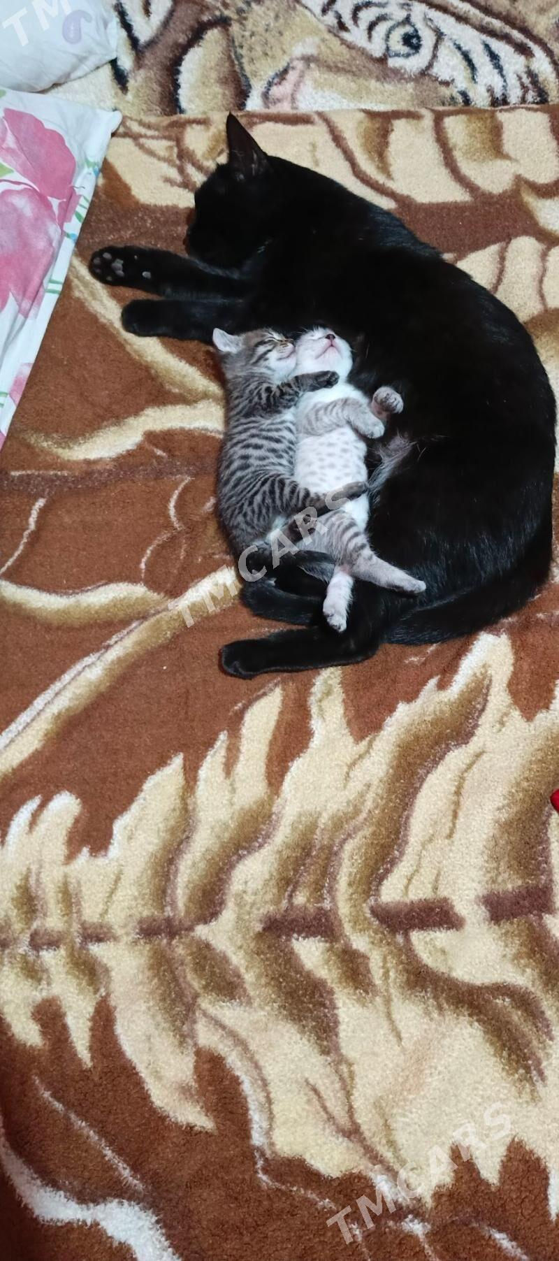 котёнок - Aşgabat - img 6