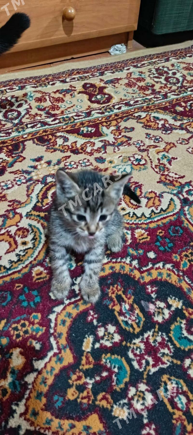 котёнок - Aşgabat - img 4