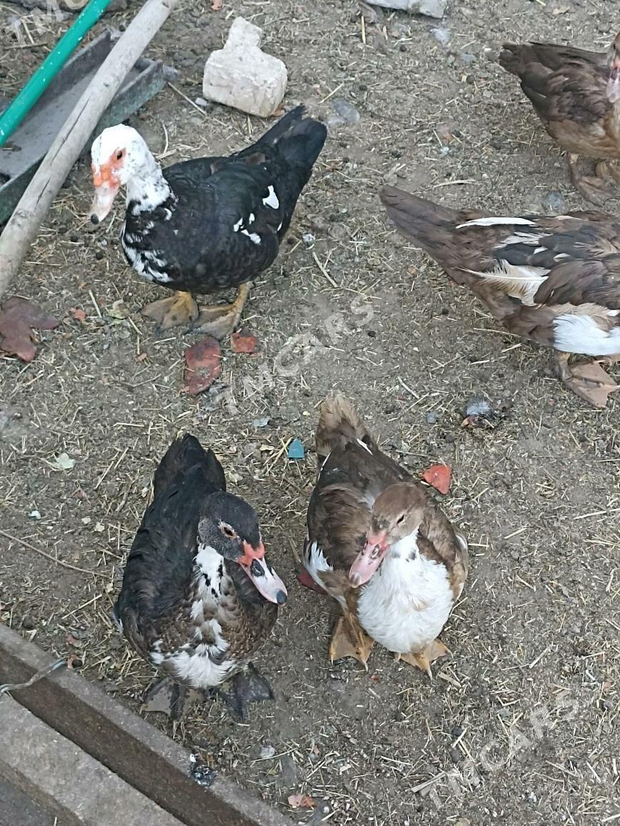 Indautkada ordek - Çoganly - img 2