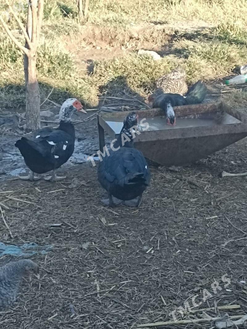 Indautkada ordek - Çoganly - img 3