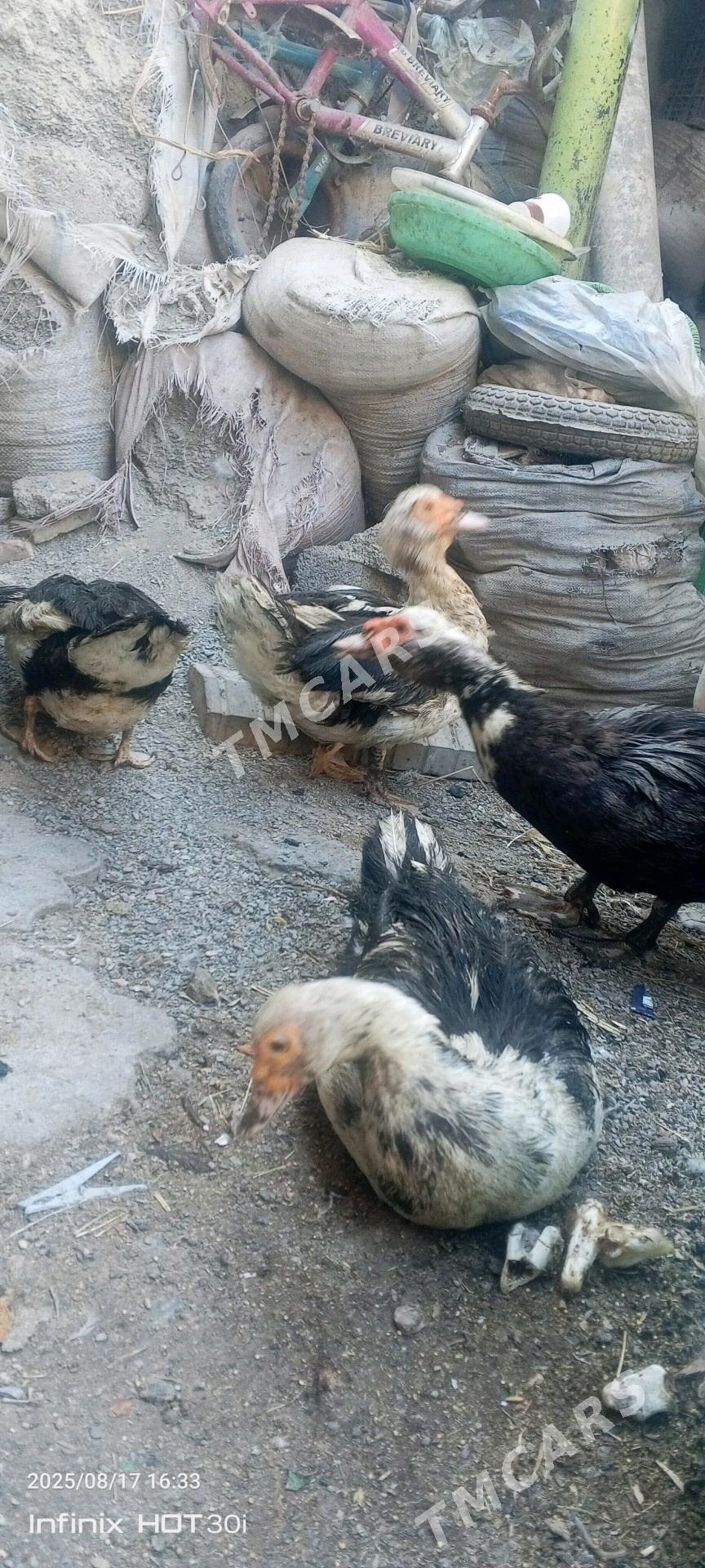 induska - Daşoguz - img 1