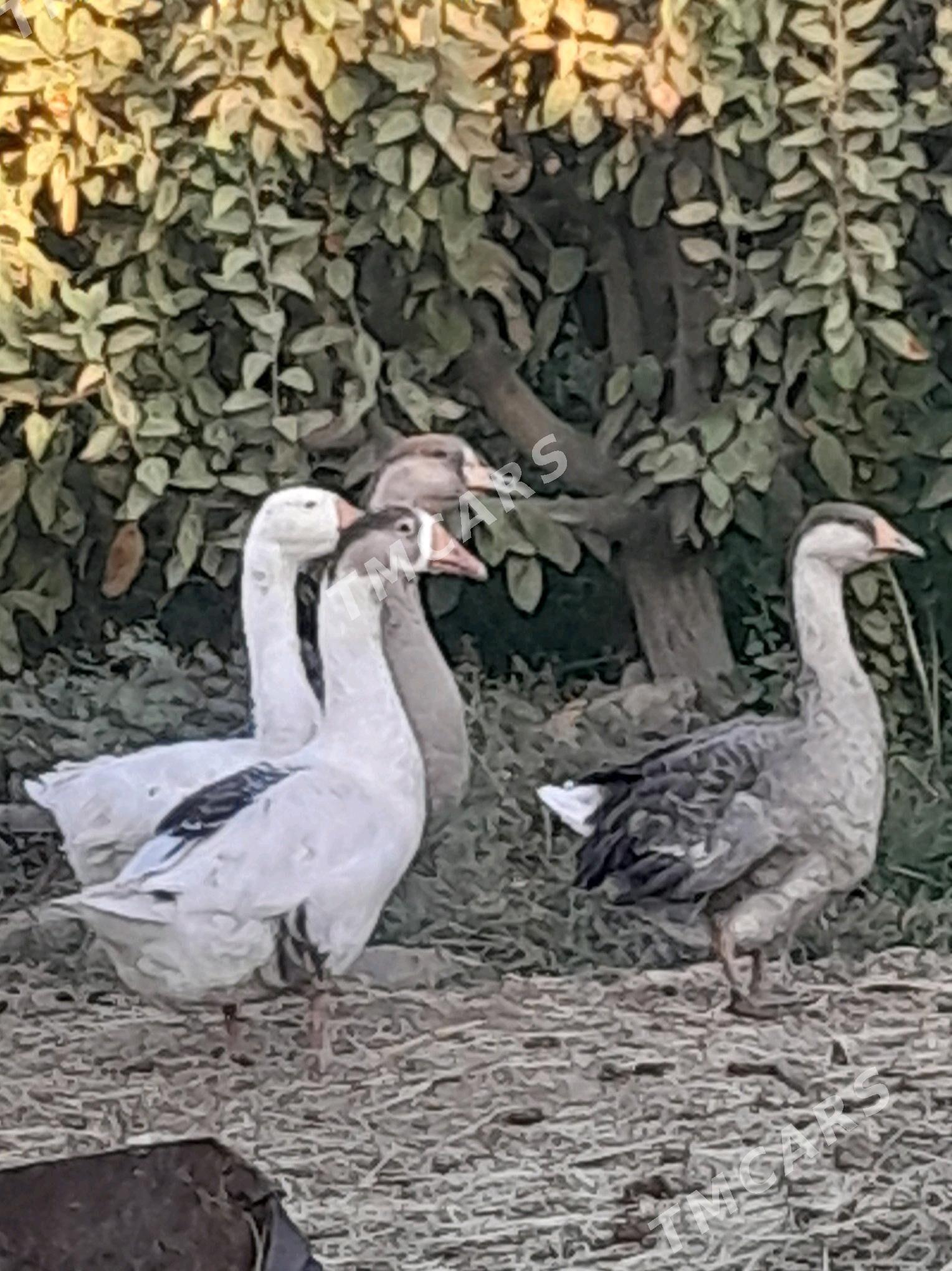 gusy - Гёкдепе - img 1