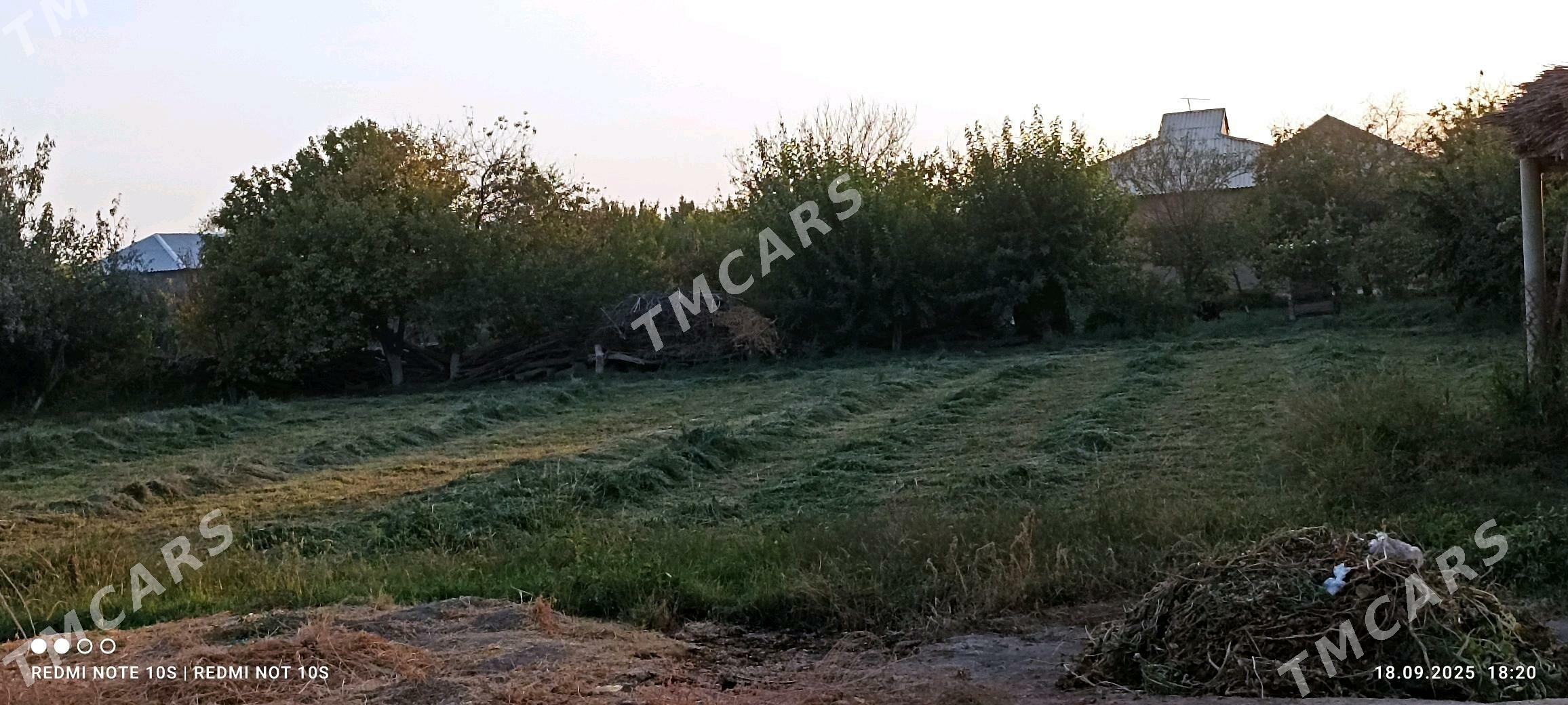 Ýorunja otluk - Türkmengala - img 2