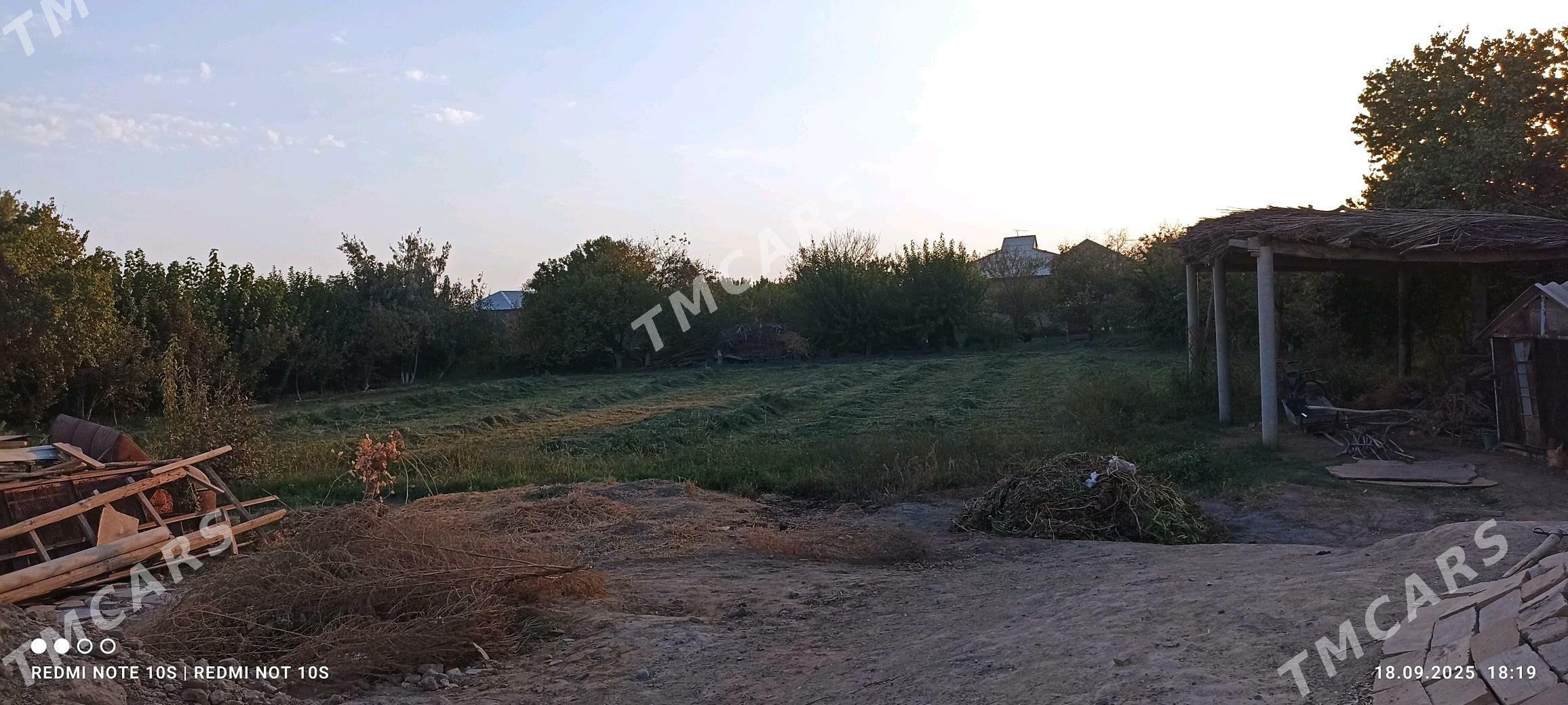 Ýorunja otluk - Türkmengala - img 3