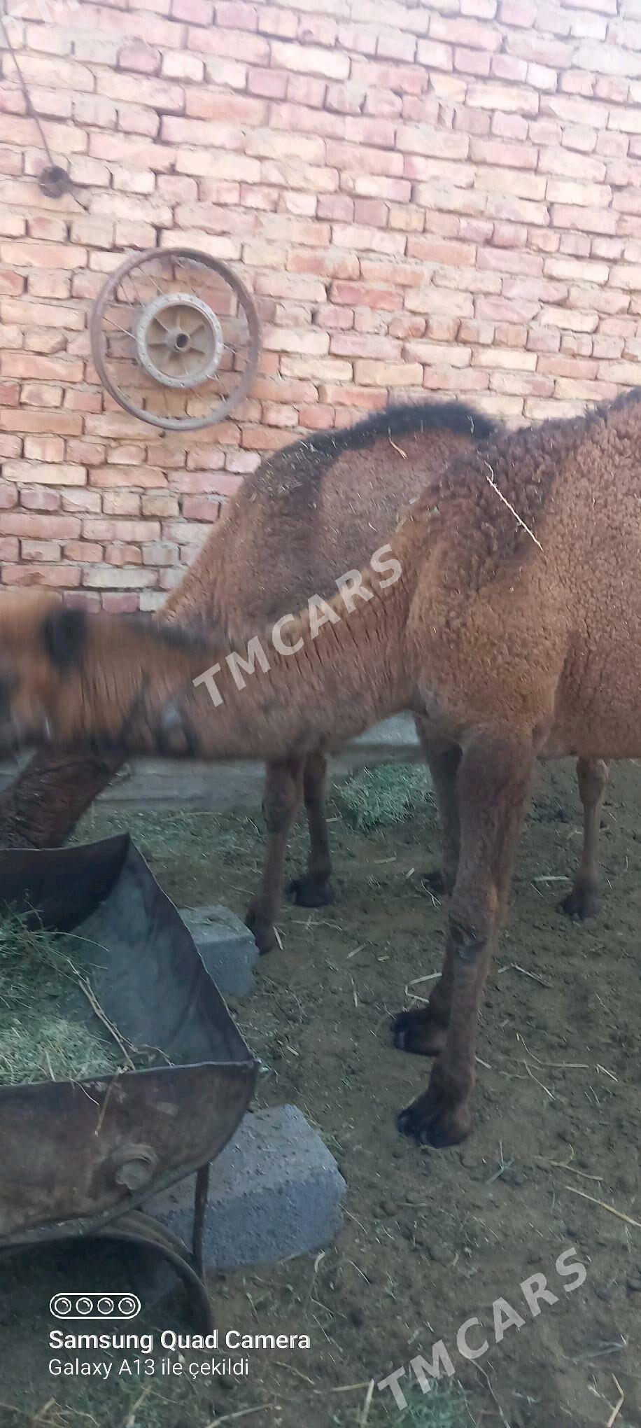ogşuk - Бахарден - img 2